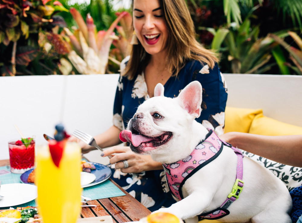 Dog friendly hotel and restaurant