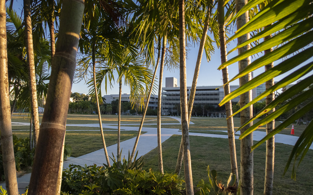 Palm Trees at Pride Park