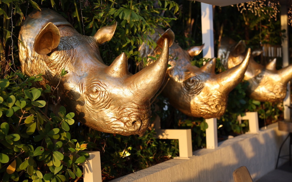 Rhinos' Salvaje