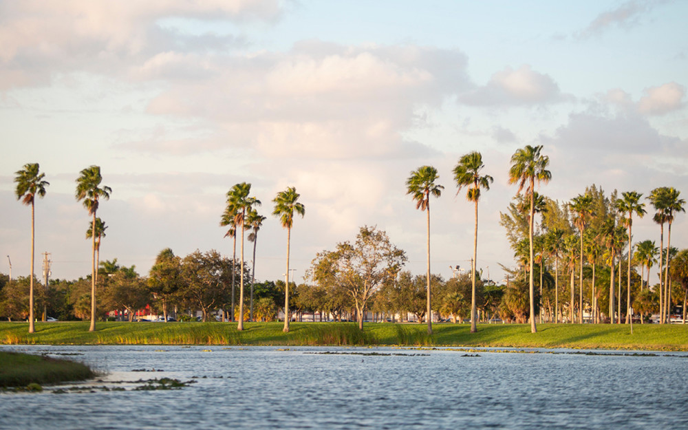 Palm trees and waterfront views