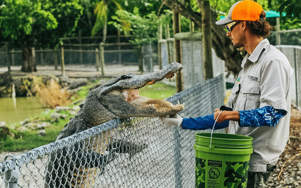 Watch as hundreds of alligators gather, using their powerful jaws and instinctive hunting techniques to compete for food in our alligator feeding show