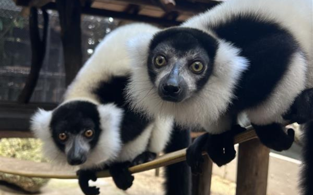 Black and White Lemur