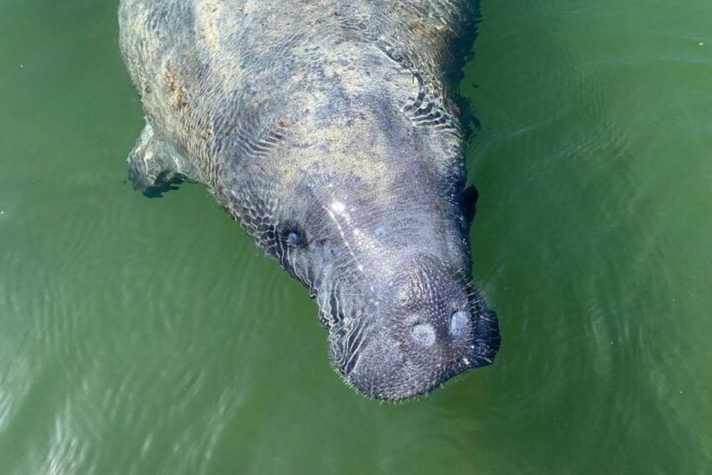 A manatee says hi to the kayakers!