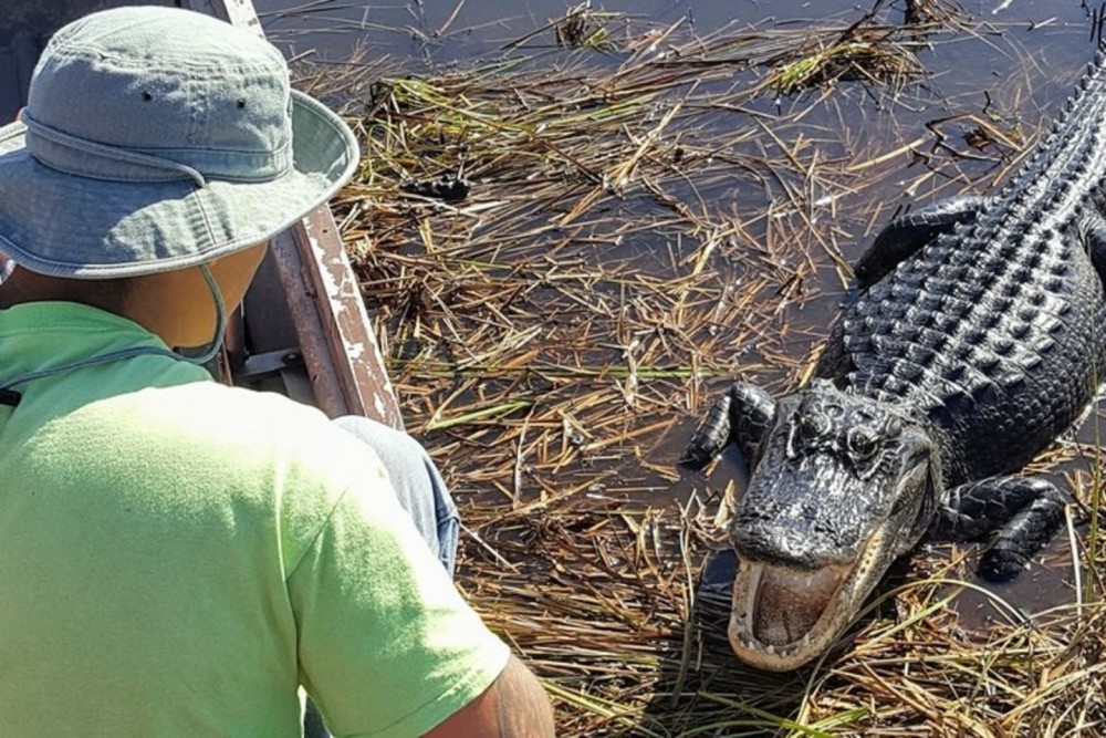 An alligator can be seen close up from the Airboat!