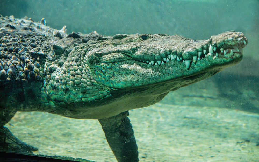 Miami Croc Fest photo