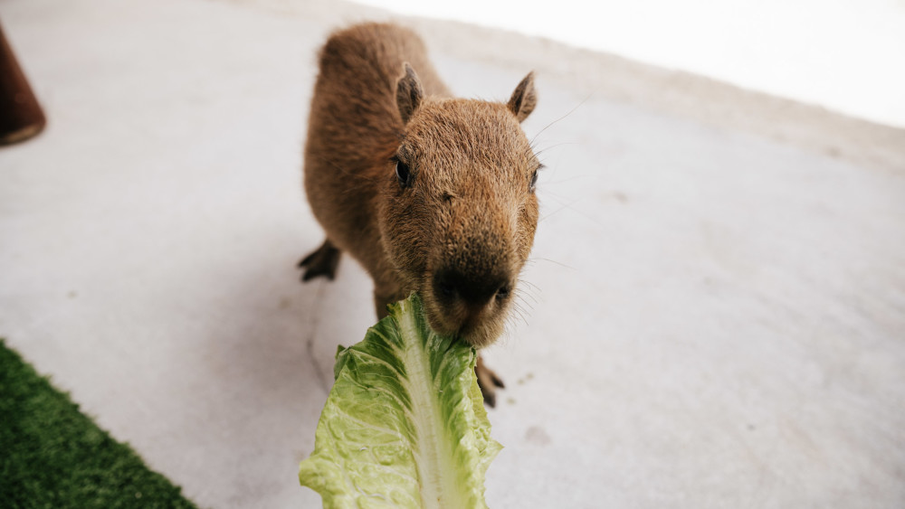 Capybara Encounter Add-on. Learn, feed and pet our friendly capybaras