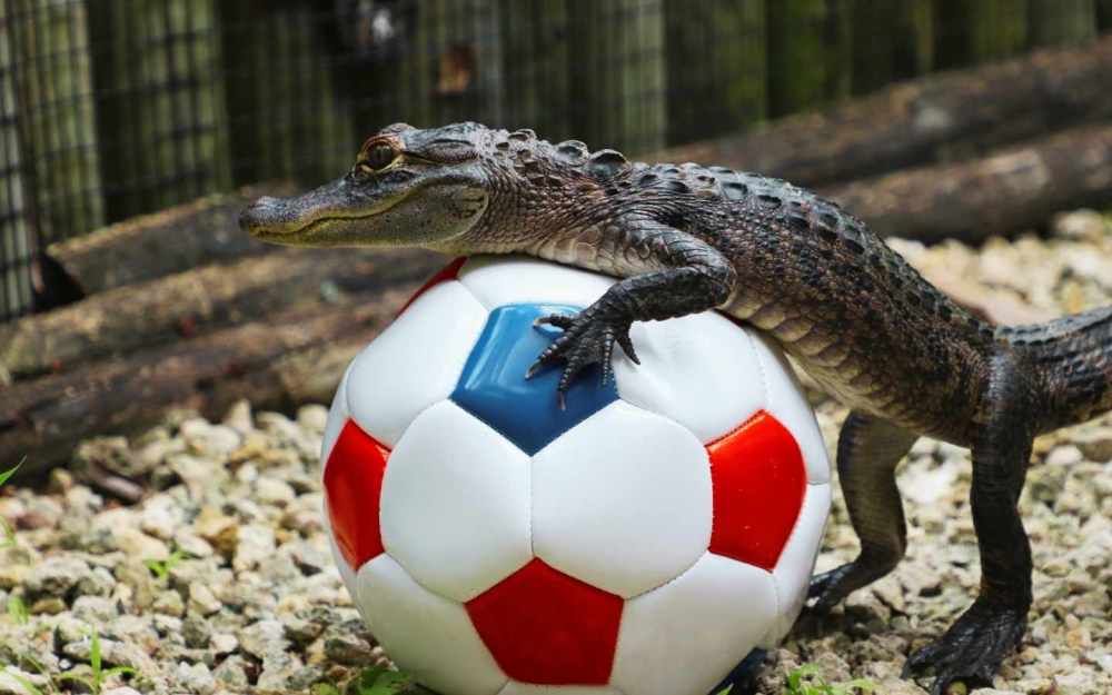 Go Wild For Your Team - 15% Off! deal photo