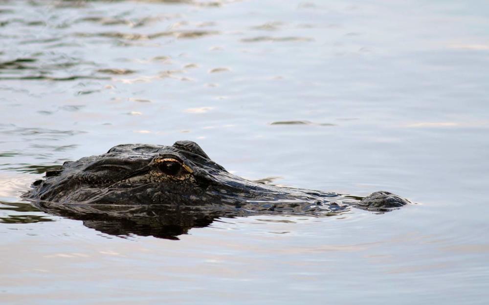 Alligator in water