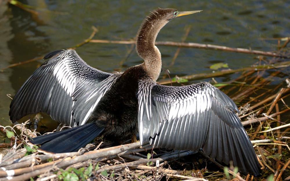 Female Anhinga drying it's wings.