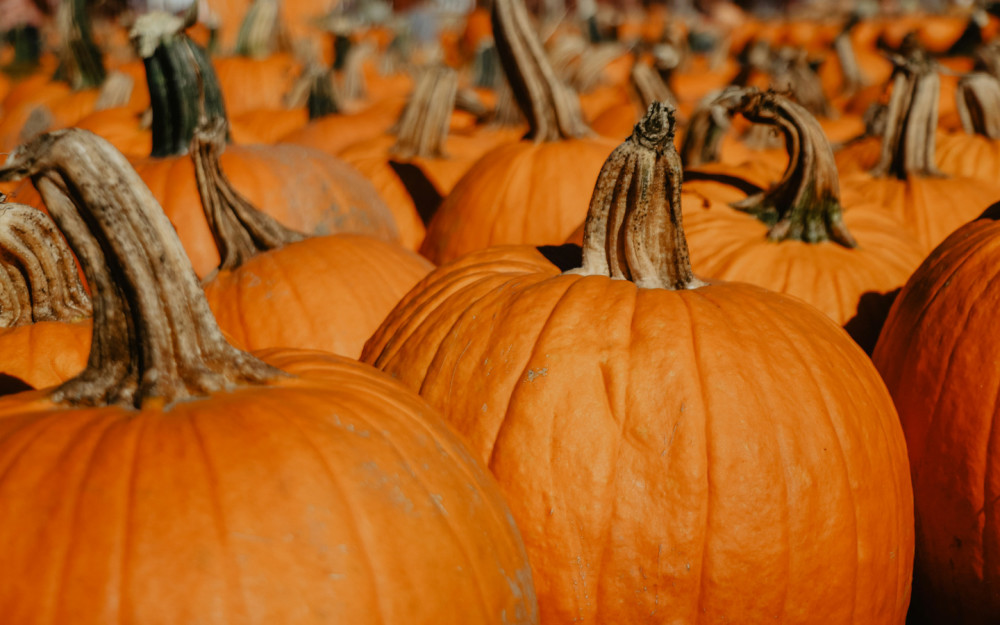 Pumpkin Patch with Tinez Farms photo