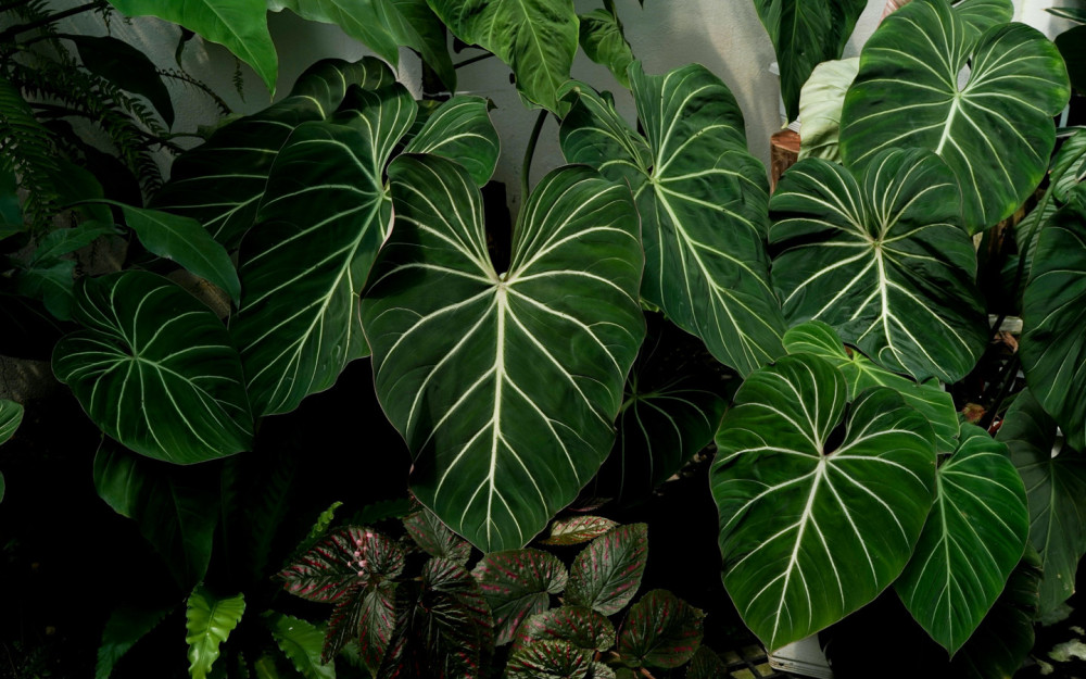 International Aroid Society's Tropical Plant Expo photo