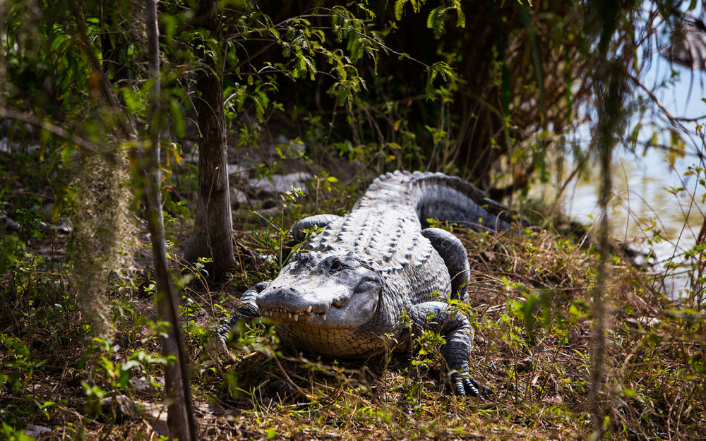 Everglades alligator