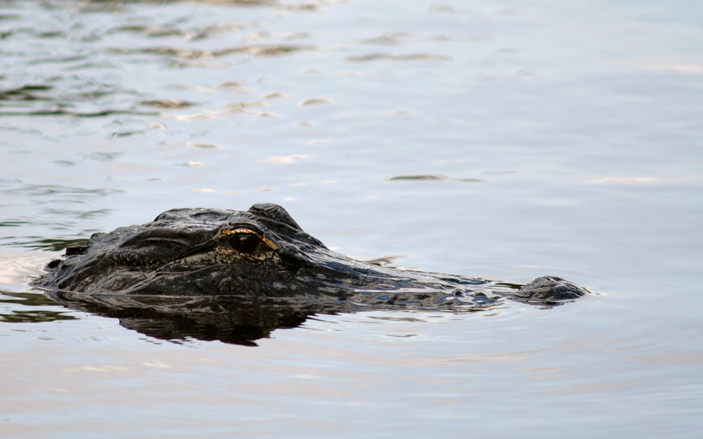 Everglades swamp alligator