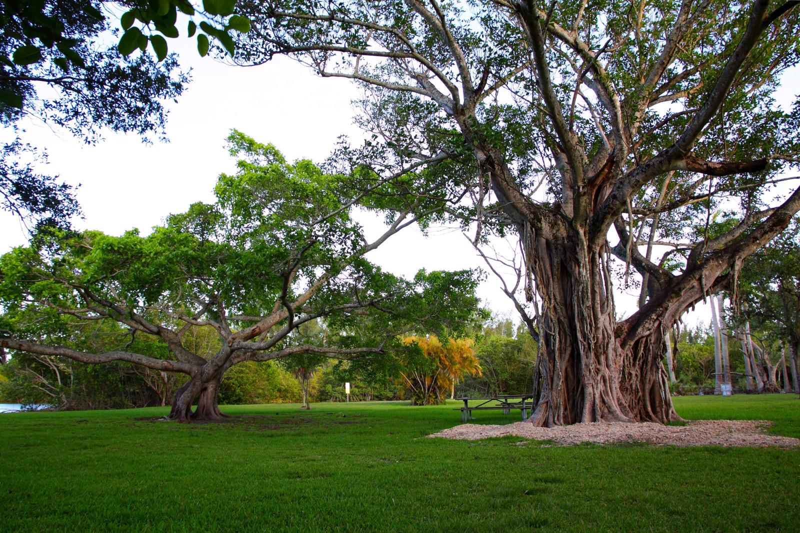 Matheson Hammock Park | Greater Miami & Miami Beach