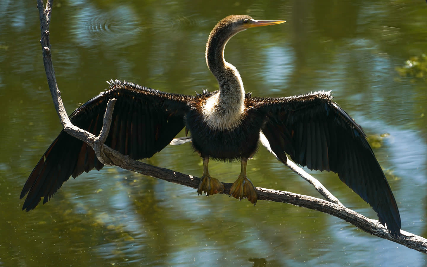 Big Cypress National Preserve | Greater Miami & Miami Beach