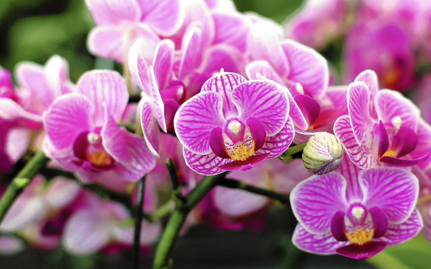 Orchids in Bloom | Greater Miami & Miami Beach