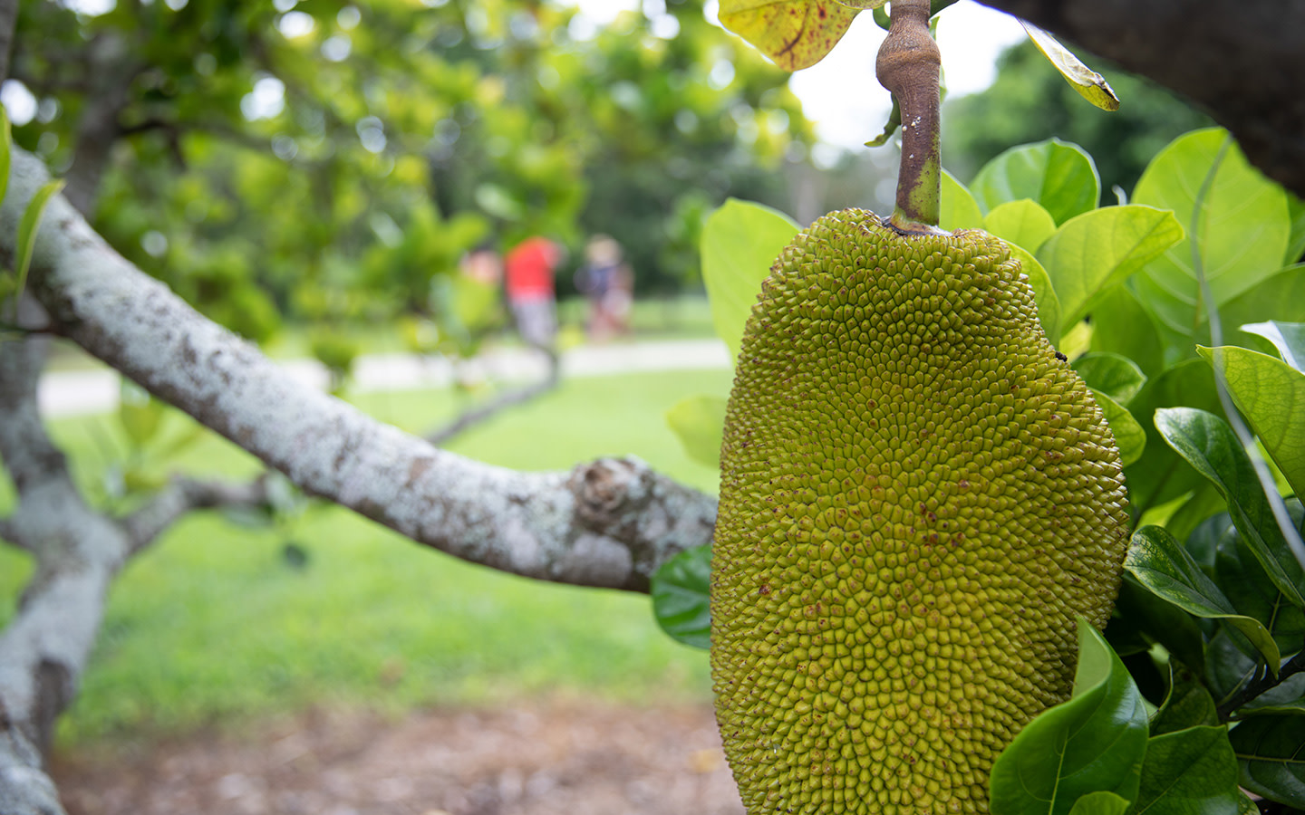 Fruit & Spice Park Greater Miami & Miami Beach