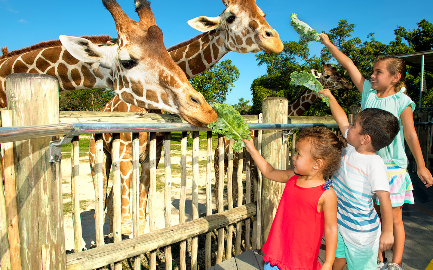 Zoo Miami Kids Feeding Giraffes 12.17.20 405706D2 5056 A36A 0B8E0EDD9C2F8424 405705585056a36 40570728 5056 A36a 0bd4ba282c839594 