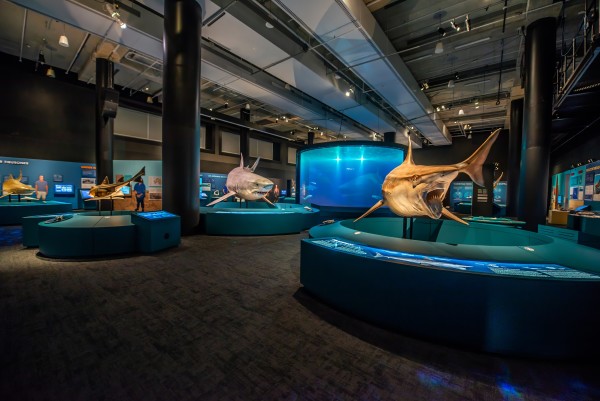 Выставка акул в Музее науки о морозе.
