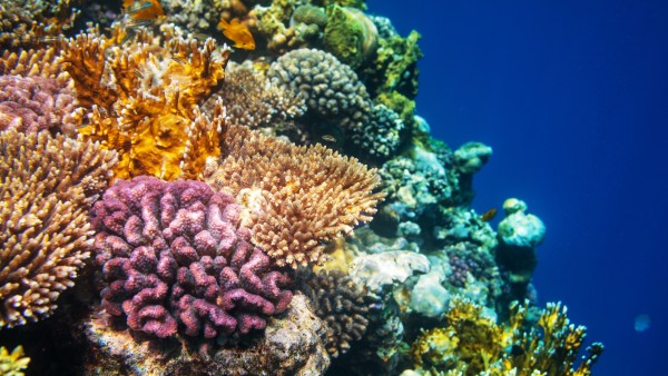 Mini-Me Science: Salvare i coralli
