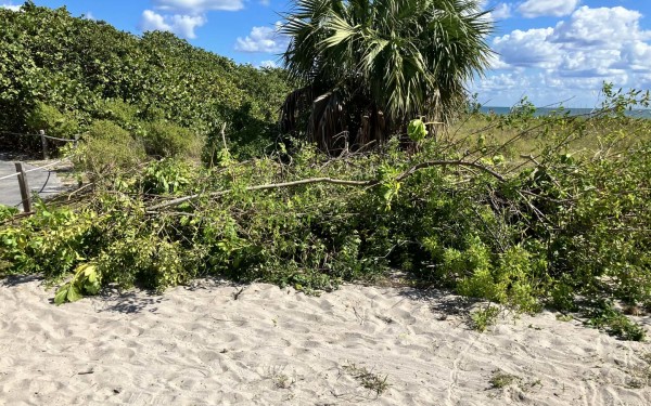 Invasive Species Removal photo