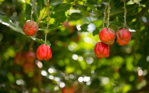 Buy One, Get One (BOGO) Admission - Farmers Month