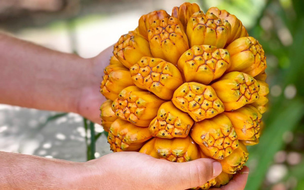 Fruit & Spice Park