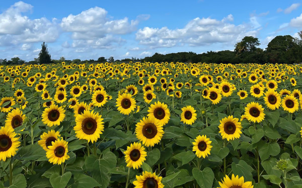 The Berry Farm