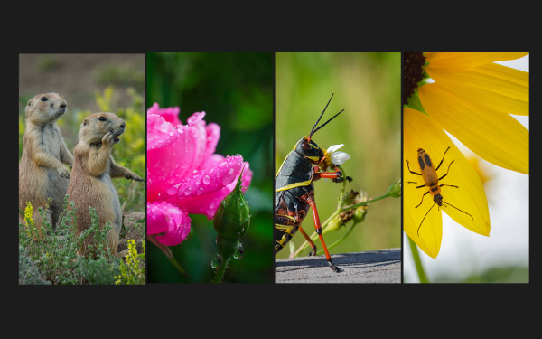 Photography Workshop Series: From Click to Vision