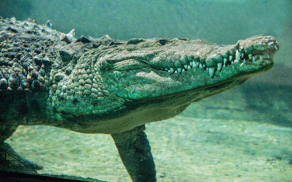 Miami Croc Fest photo