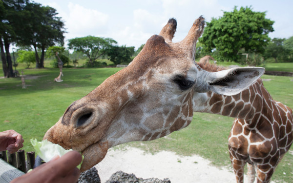 Explore Miami: 50% Off Zoo Miami Admission