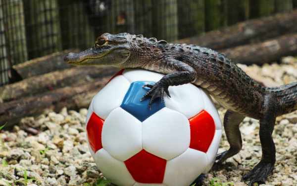 Go Wild For Your Team - 15% Off!