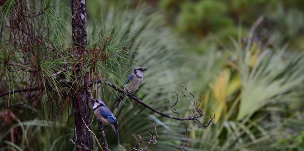 Bird Walk photo