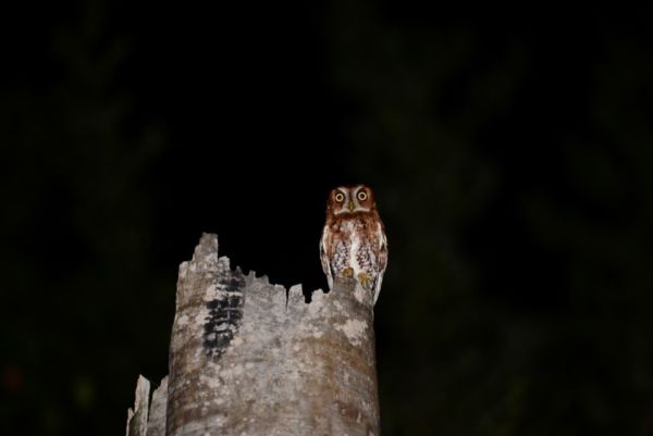 Night Hike & Campfire photo