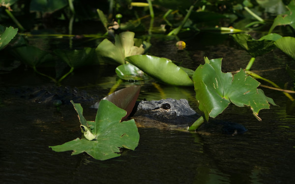 Curious About Critters? (Gladesgiving) photo
