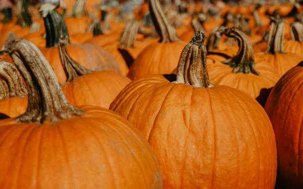 Pumpkin Patch & Fall Kickoff at Regatta Grove