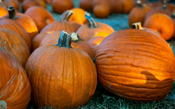 City of Homestead Fall Festival