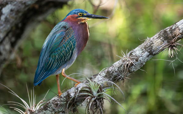 Birding Bonanza in Flamingo (Gladesgiving) photo