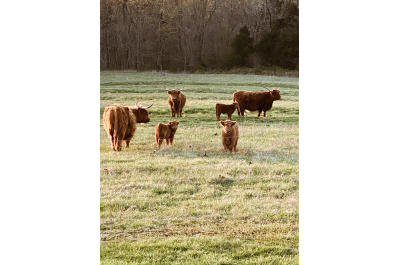 Dylan Farms