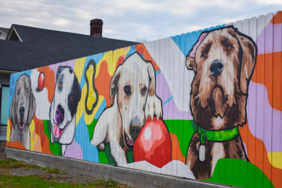 Bark jeff 4 dogs