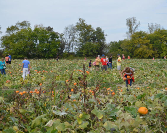 Beasley's Orchard - Pumpkin Patch