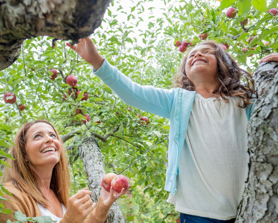 Beasley's Orchard |  U-Pick Apples