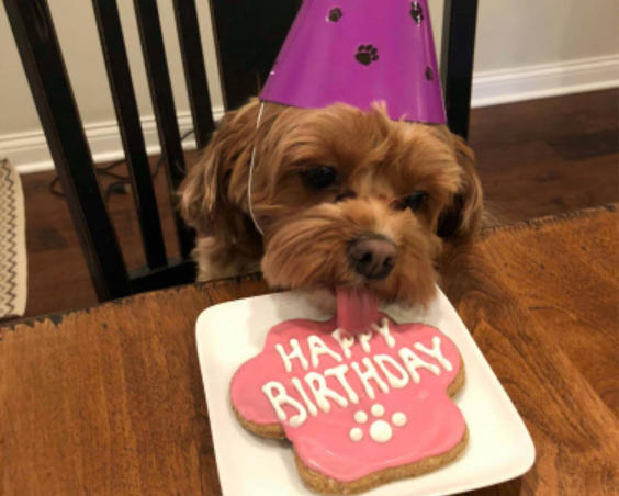 Paw Street Bakery - Dog Birthday Treat