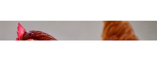 Ad Slider Test - Chicken