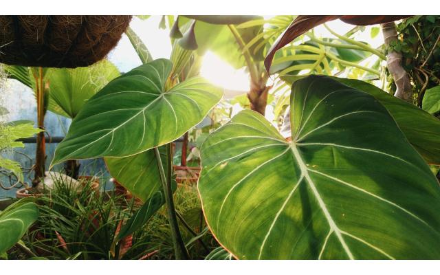 Green Leaf Botanicals