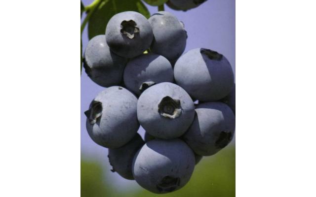 Martin Acres Blueberries