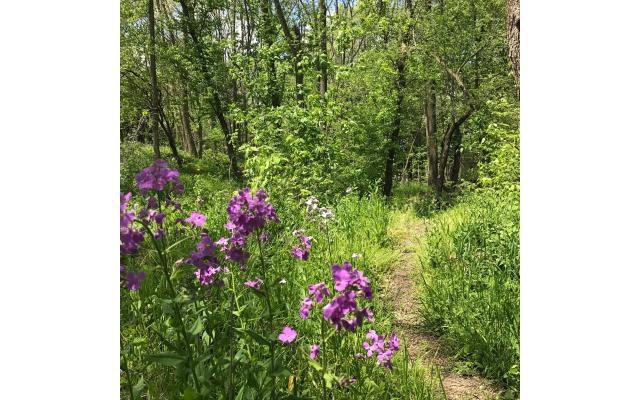 Nature Trail