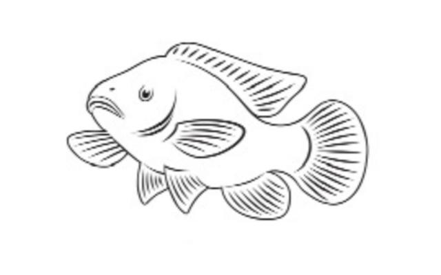 tippco fish