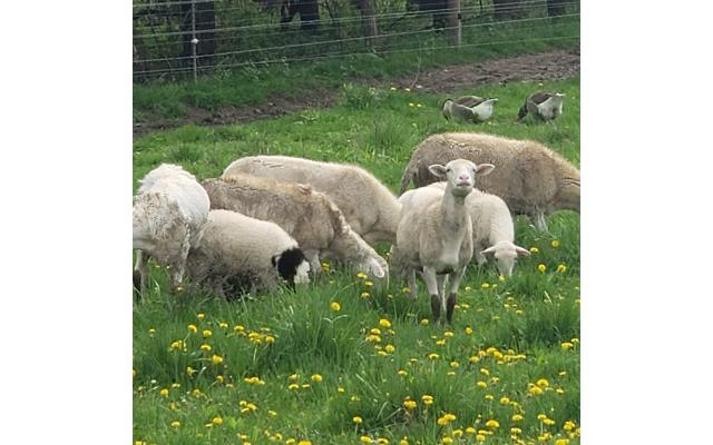 Thistle Byre Farm