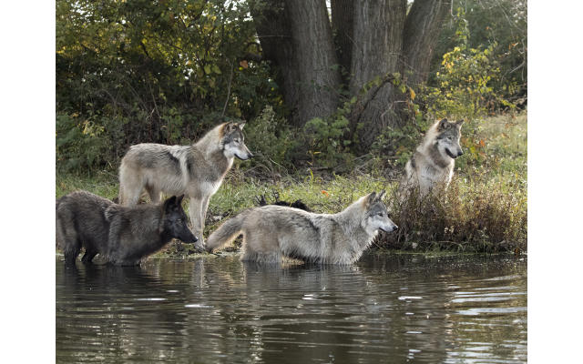 Wolf Park Wolves in Water